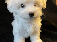 Karbeyaz Maltese Terrier Bebekler