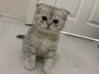 British scottish yavrularım