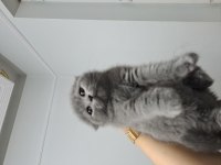 Scottish Fold Yavrularımız Teslime Hazır