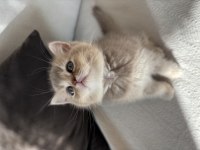 En Özel Renk British Shorthair