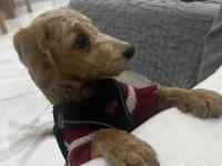 6 Aylık Yavru Maltipoo Köpeğimi Sahiplendiriyorum