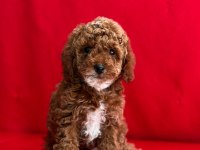 Dark Toy Poodle