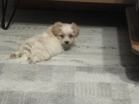 Maltipoo maltese köpekler