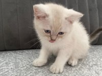 Yavru Kedilerimize Yuva Arıyoruz