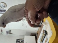 Full Evcil Beyaz Albino Sultan Papağanı