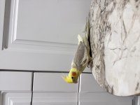 Sultan Papağanım Sahiplendirilecektir (₺)