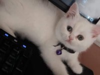 Cana Yakın Uysal Sevgi Dolu British Shorthair Yavruları