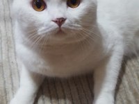 3 yaşında kısır erkek kedimizi sahiplendirmek istiyoruz