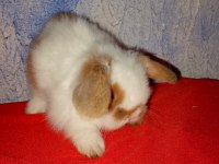 Teddy Lop Tavşan Yavrular Sütten Kesilmiştir