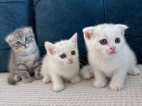 Kedilerimizi Sahiplendiriyoruz