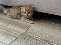 1 Aylık Bebik Kedimize Yuva Arıyoruz