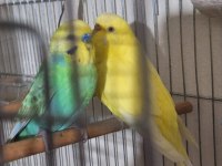 Rainbow ve lutino takım muhabbet kuşu