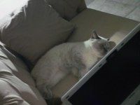 Blue Point Dişi Kedimiz