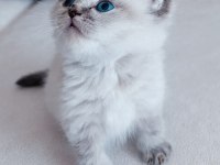 A kalite blue point yavru kediler