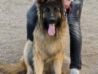 Şecereli uysal erkek köpeğimiz