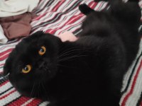 Acil ücretsiz sahiplendirme siyah scottish fold