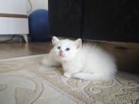 British Siyam Melezi Kediler