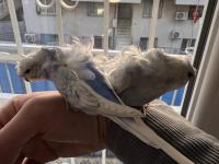 Ev Üretimi Eğitimli Muhabbet Kuşlar