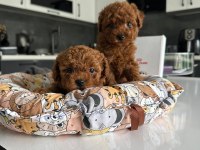 A kalite sevimli ve oyuncu poodle yavrularım