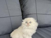 A Kalite British Bebekler