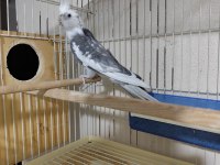 Wifi erkek sultan papağanı