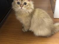 British Longhair Ny25 Black Golden Erkek Yavrumuza Yuva Arıyoruz