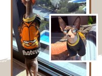 Orijinal safkan canada dişi sfenks