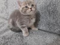 Muhteşem Güzellikte İki Kız Kardeş Kediler