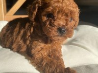 Dünya tatlısı erkek dişi poodle bebekler