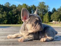 French Bulldog Cins Yavrular