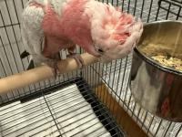 Full Evcil Gül Kakadu Papağanımız