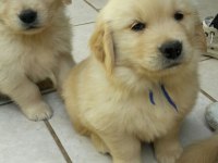 Kaliteli Baby Face Golden Retriever