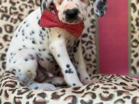 Orijinal Dalmaçyalı Yavrular - Enerjik Ve Asil Irk