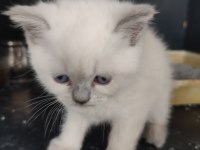 Blue Point Yavru Kedilerimiz