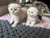 Erkek Scottish Fold Bebekler