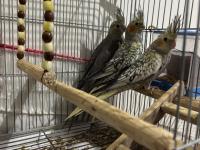 3 adet iki aylık yavru sultan papağanlar