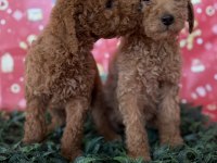Safkan Dev (Giant) Poodle Yavruları