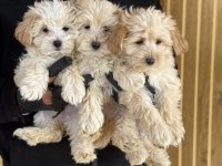 Maltipoo bebekler