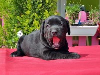 Siyah Labrador Yavru