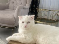 Scottish Fold Erkek Kedime Dişi Kedi Arıyorum