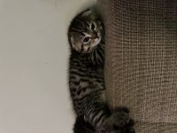 Scottish fold ve straight yavrular