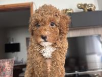 2 Aylık Sevimli Toy Poodle