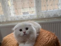 Scottish Fold Longhair Oyuncu Uysal