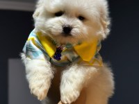 Pamuk Şeker Maltipoo Köpeği