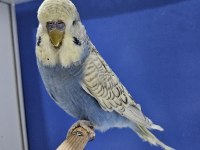 Yeni Yeme Düşen Spungle Jumbo Muhabbet Kuşu Yavrular