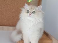 Safkan pamuk gibi mavi ve yeşil gözlü british longhair kediler