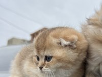 Saf golden ny11 & silver ns11 scottish fold