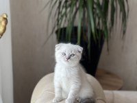 Sıfır kulak scottish fold güzelliklerim