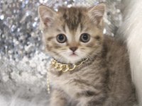 Muhteşem British Shorthair Kediler