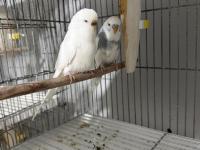 Sağlıklı Muhabbet Kuşlar